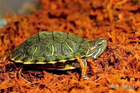 朱雀风水 草龜巴西龜